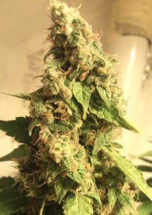 Moby Dick (BSB Genetics)