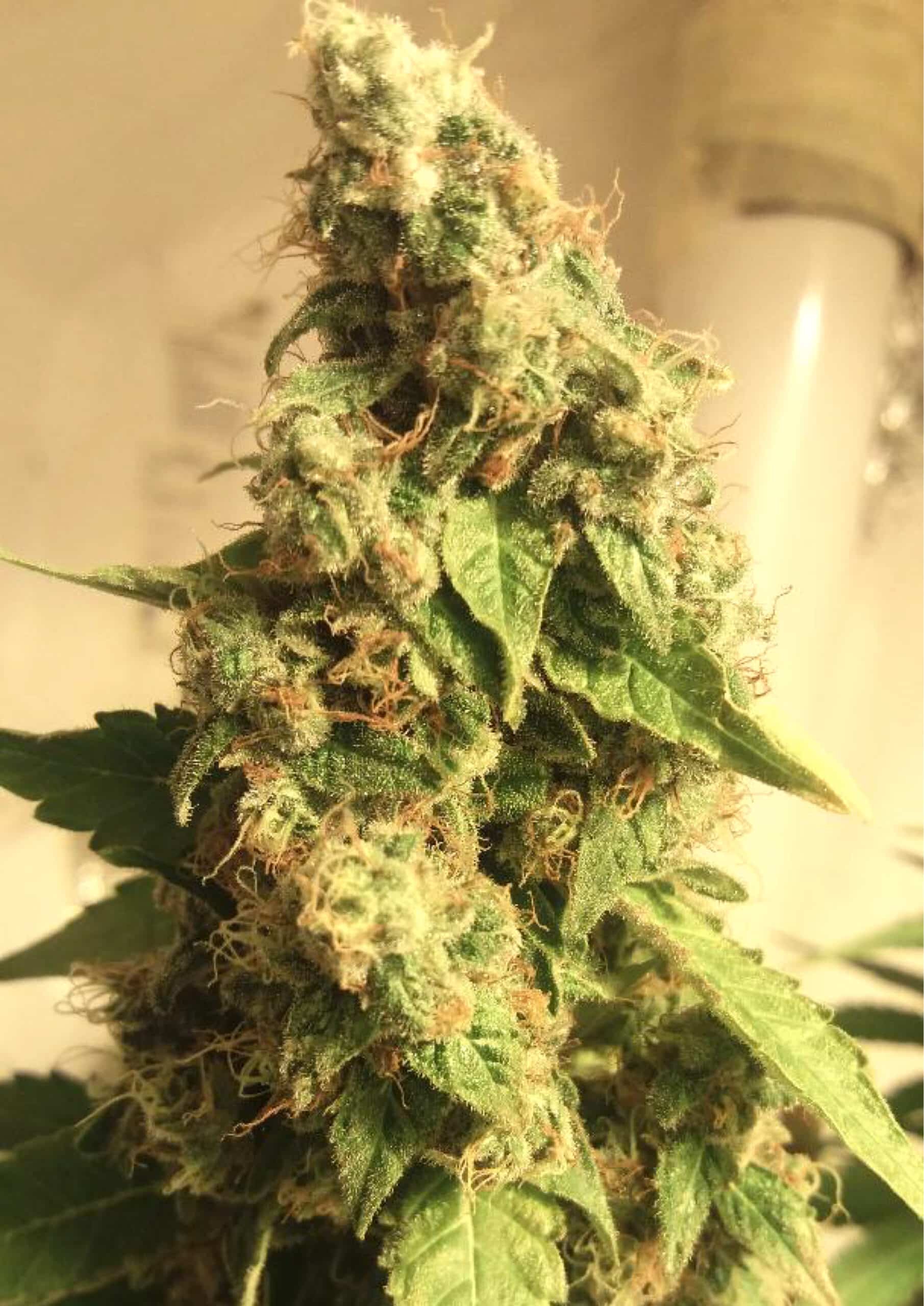 Moby Dick (BSB Genetics)