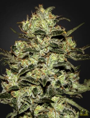 Moby Dick (Green House Seed)