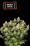 Moby Dick (SeedStockers Seeds)
