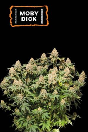Moby Dick (SeedStockers Seeds)