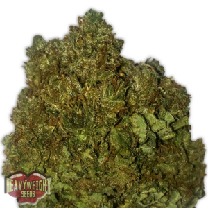 Money Bush