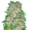 Monster Gorilla Glue