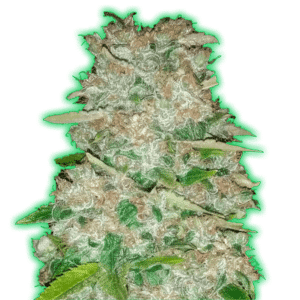 Monster Gorilla Glue