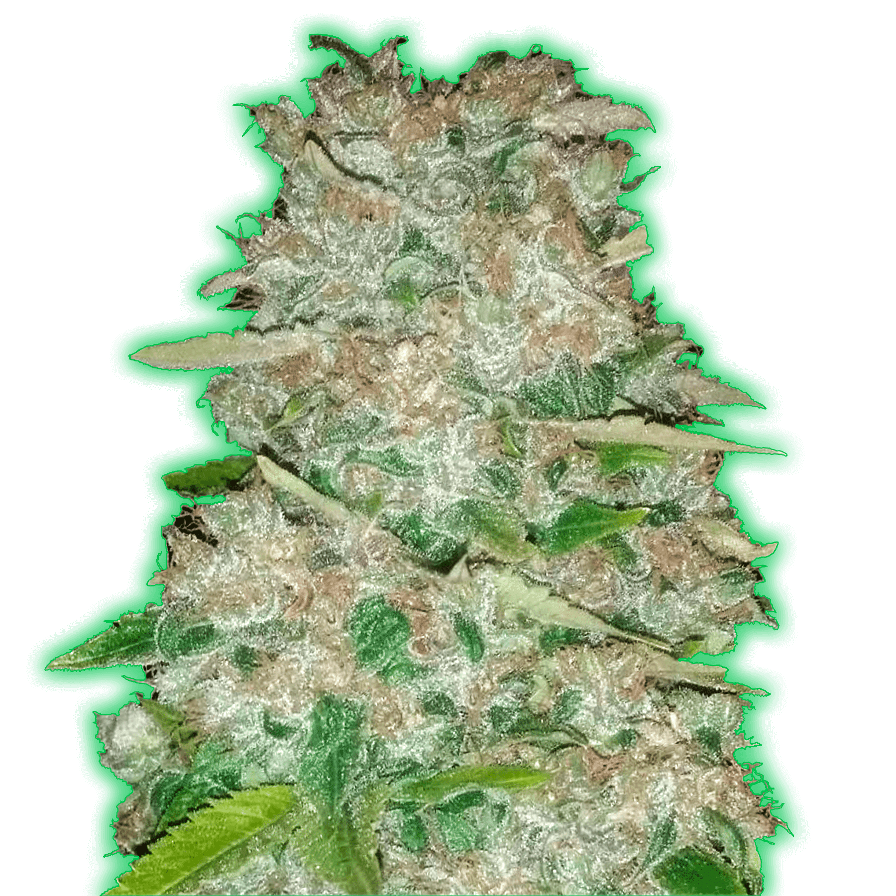 Monster Gorilla Glue