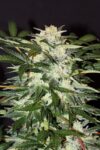 Monster Mash Auto