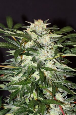 Monster Mash Auto