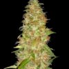 Moon Walker Kush