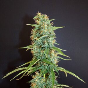 Moroccan Beldia Reg.