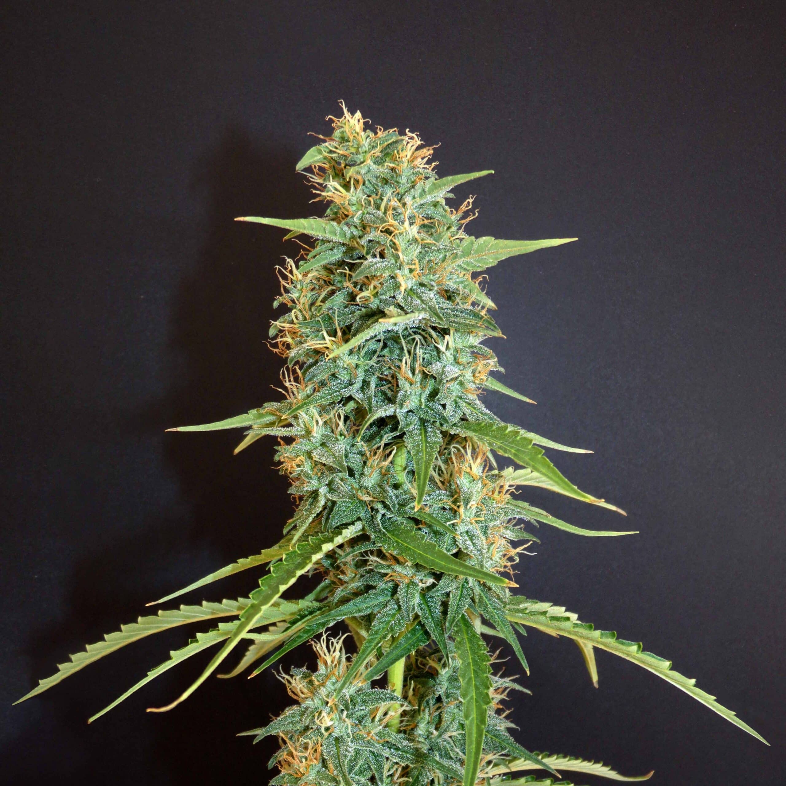 Moroccan Beldia Reg.