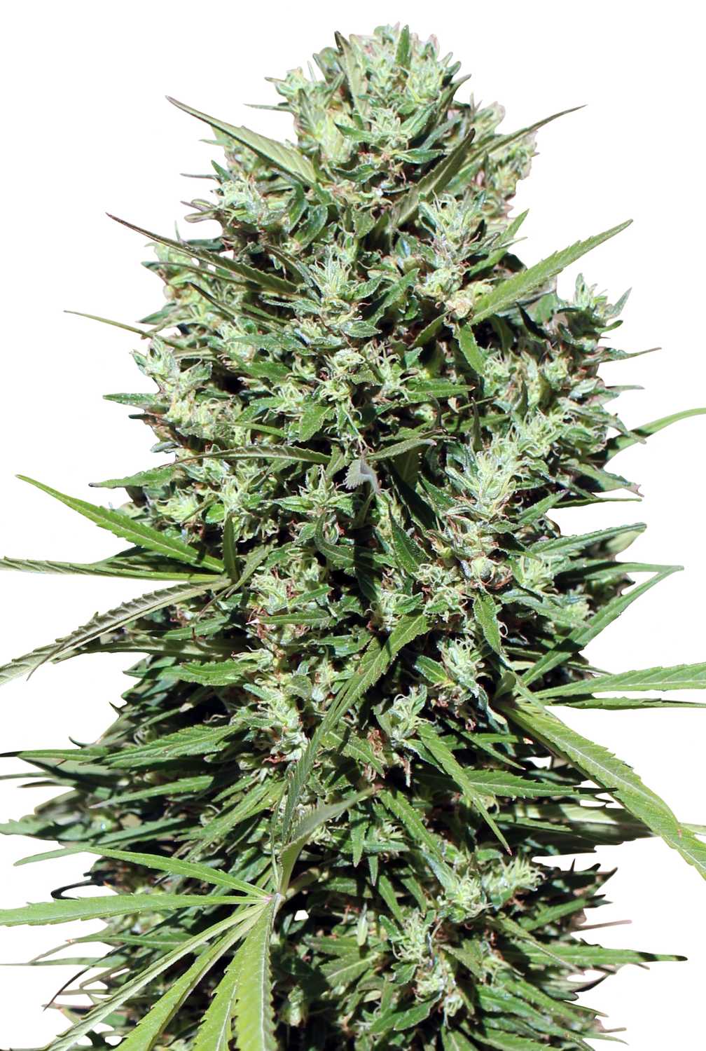 Morocco Beldia Kif Reg.
