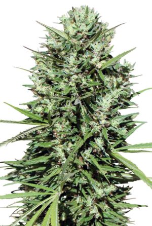 Morocco Beldia Kif Reg.