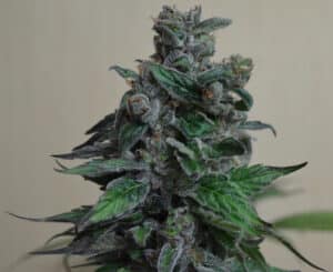 Moscow Blueberry