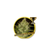 Mr. Amnesia Mass