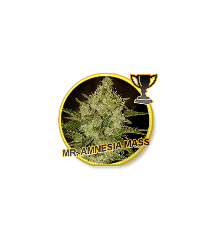 Mr. Amnesia Mass