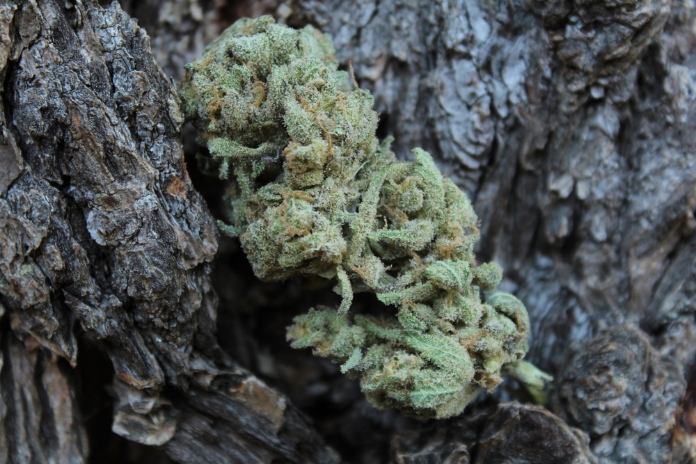 Mr. Animal Cookies Zookies