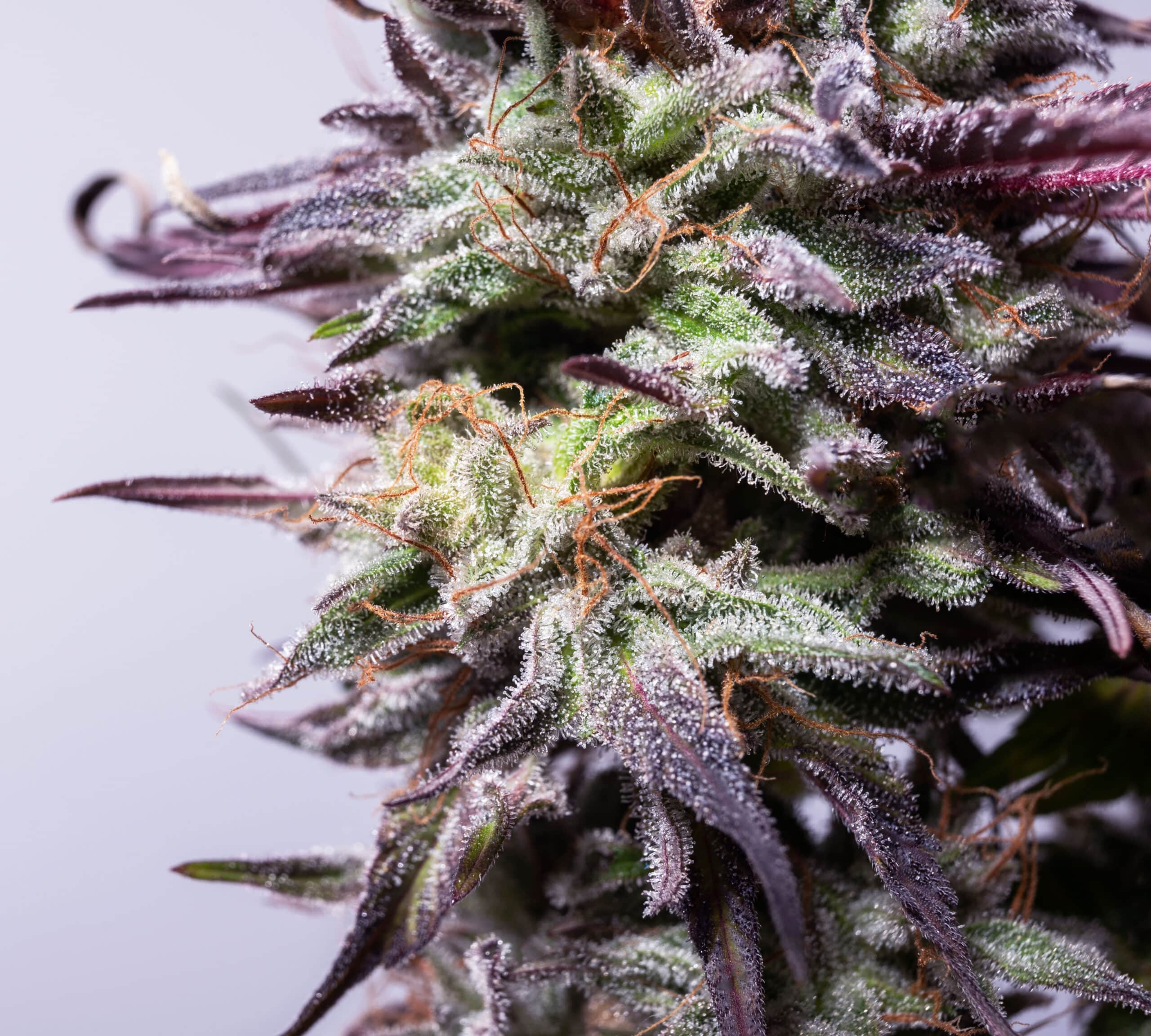 Mr. Blue Dream Fast
