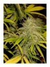 Mr. California Pearl reg.