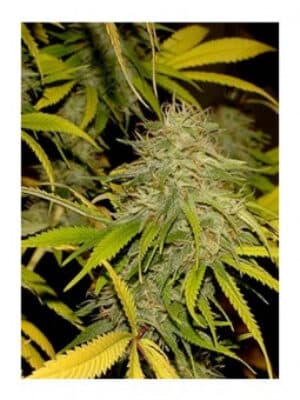 Mr. California Pearl reg.