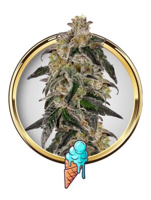 Mr. Gelato Ice