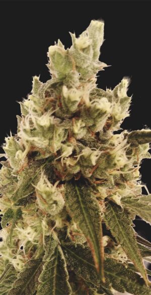 Mr. Gorilla Cream
