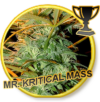 Mr. Jack Mass