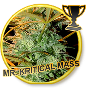Mr. Jack Mass