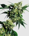 Mr Nice G13 x Hashplant