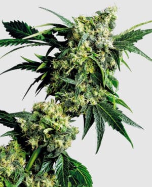 Mr Nice G13 x Hashplant