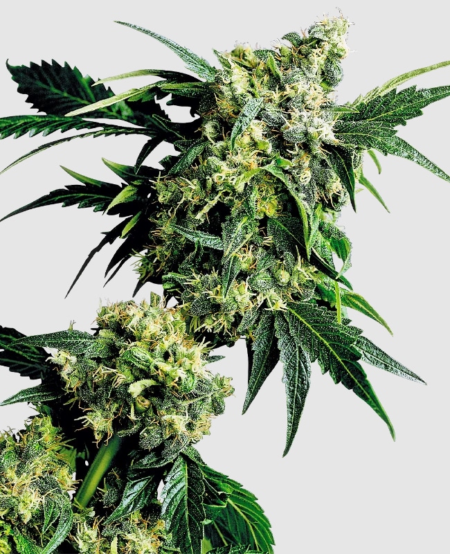 Mr Nice G13 x Hashplant