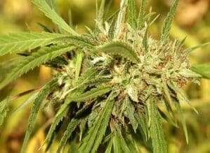 Mr. Sugar Lemon Haze