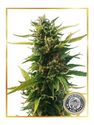 Mr. Without THC
