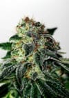 Mystic Cookie Auto