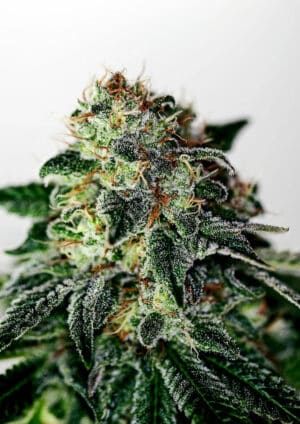 Mystic Cookie Auto