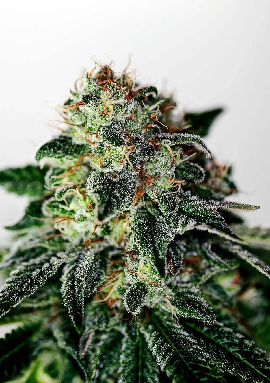 Mystic Cookie Auto