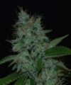 Narcotherapy Auto