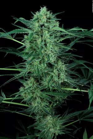 Nebula II CBD