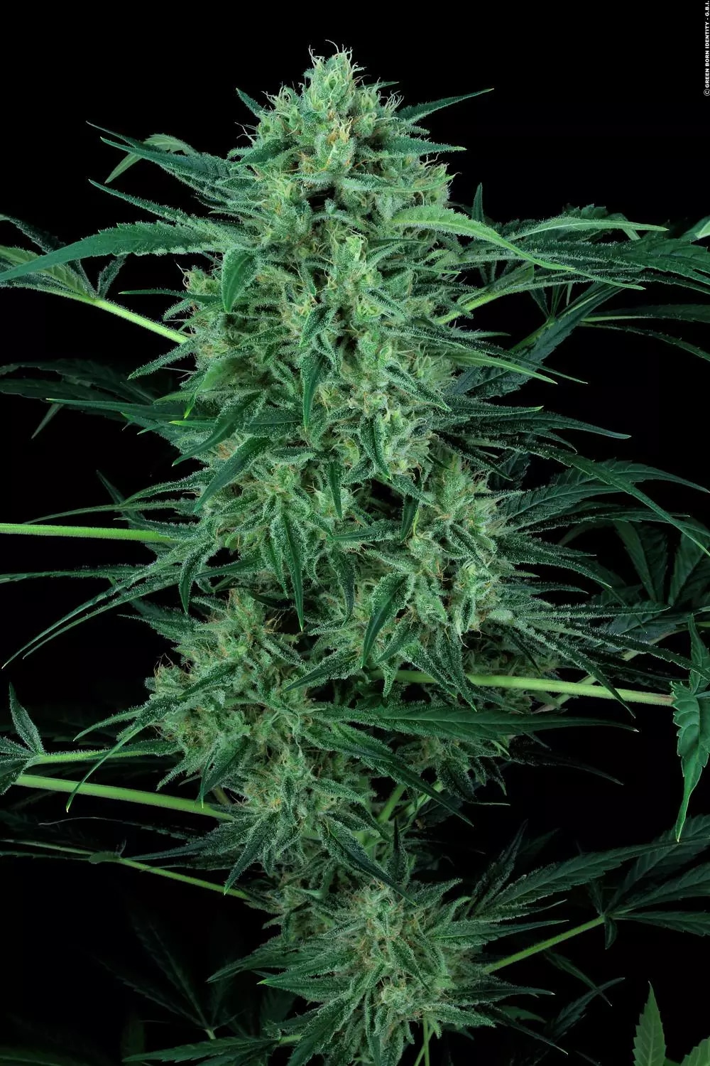 Nebula II CBD
