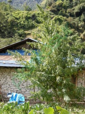 Nepal Annapurna Reg.