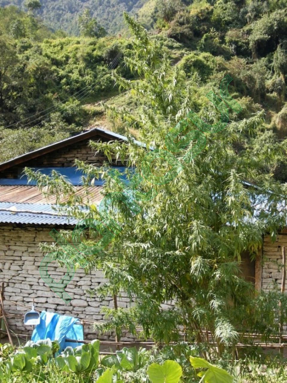 Nepal Annapurna Reg.