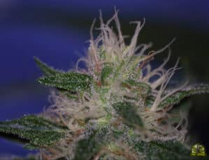 Nepal Jam Reg.
