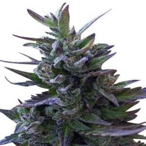 Nepal Mist Reg.