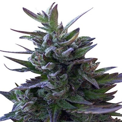 Nepal Mist Reg.
