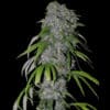 Neville’s Haze Auto (Spliff Seeds)