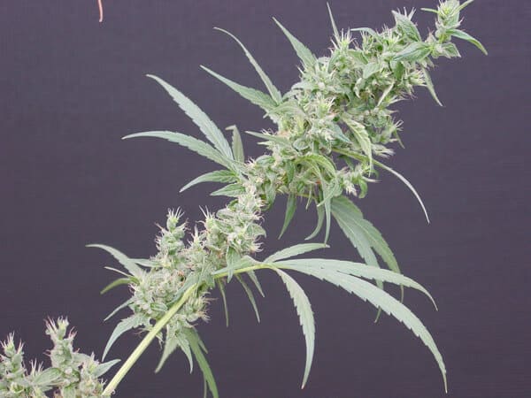 Neville's Haze Mango Reg.