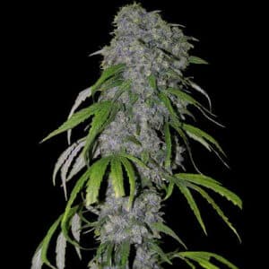 Neville’s Haze (Spliff Seeds)
