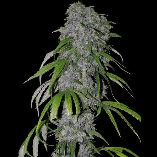 Neville’s Haze (Spliff Seeds)