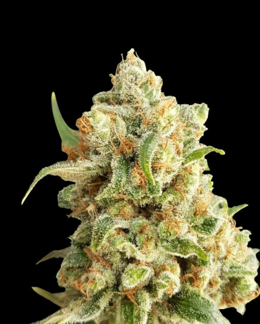 New York Diesel Auto
