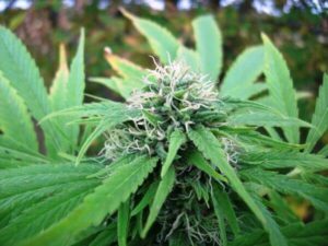 NHS Reg.