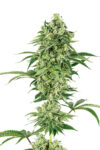 Nicole Hindu Kush